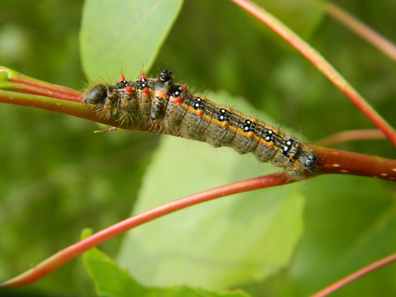 Larva di Clostera anastomosis - Notodontidae